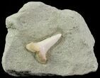 Mako Shark Tooth Fossil On Sandstone - Bakersfield, CA #69000-1